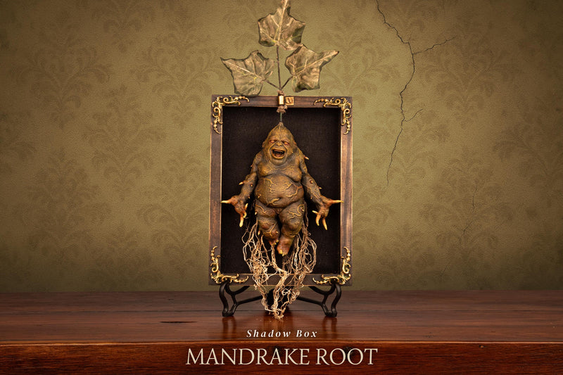 Mandrake Root Specimen