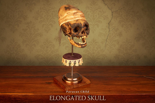 Paracas Elongated Skull
